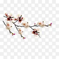 白色桃花图片-空若网 白色桃花图片-空若网