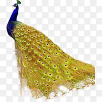 高清摄影高贵的孔雀合成-空若网 高清摄影高贵的孔雀合成-空若网
