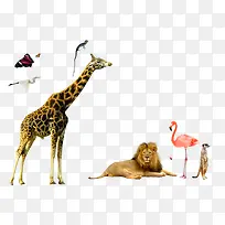 狮子长颈鹿动物集合-空若网 狮子长颈鹿动物集合-空若网