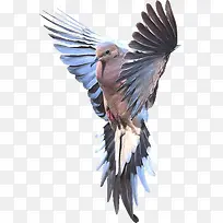 展翅飞翔的雄鹰-空若网 展翅飞翔的雄鹰-空若网