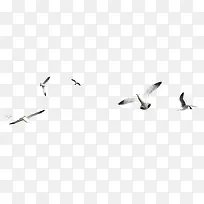 森林动物图片 飞翔的海鸥-空若网 森林动物图片 飞翔的海鸥-空若网