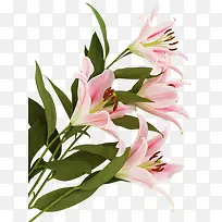 �ֻ滨���زĻ�������-������