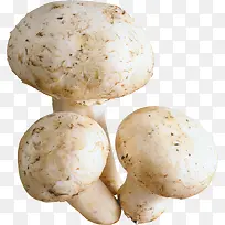 菌类食物-空若网 菌类食物-空若网