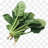 有机菠菜-空若网 有机菠菜-空若网