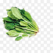 菠菜图片素材-空若网 菠菜图片素材-空若网