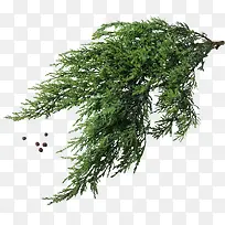 被风吹起的树枝-空若网 被风吹起的树枝-空若网