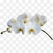 白色洁净小花图片-空若网 白色洁净小花图片-空若网