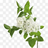 绿叶白色洁净小花-空若网 绿叶白色洁净小花-空若网