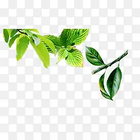 漂浮素材树叶树枝-空若网 漂浮素材树叶树枝-空若网