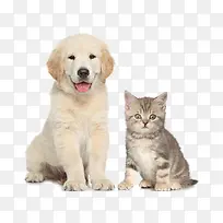 可爱猫狗-空若网 可爱猫狗-空若网