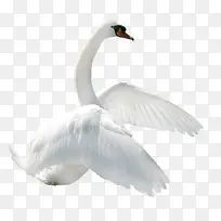 ��ɫ���png�ز�-������