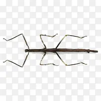 竹子昆虫-空若网 竹子昆虫-空若网