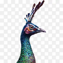 矢量孔雀头-空若网 矢量孔雀头-空若网