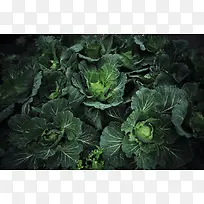 ���Ĳ���Ӱ-������