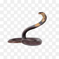 曼巴蛇动物-空若网 曼巴蛇动物-空若网