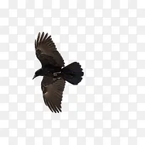 ���е���ѻ-������