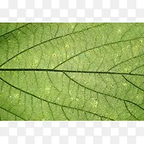 Ҷ�ӱ�������-������