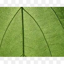 树叶纹理背景-空若网 树叶纹理背景-空若网