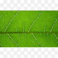 绿叶背景底纹-空若网 绿叶背景底纹-空若网