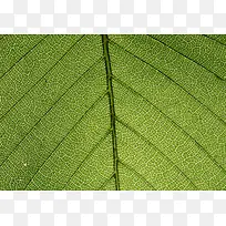 树叶纹理背景-空若网 树叶纹理背景-空若网