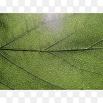 绿叶纹理背景-空若网 绿叶纹理背景-空若网
