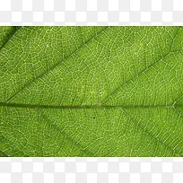 叶子纹理背景-空若网 叶子纹理背景-空若网