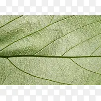 ��Ҷ�������ʱ���-������