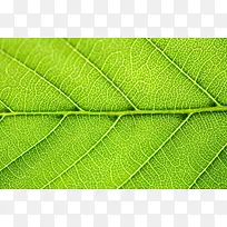 ��Ҷ��������-������