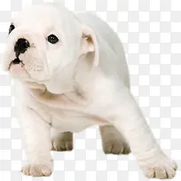 手绘白色哈巴狗动物-空若网 手绘白色哈巴狗动物-空若网