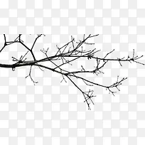 冬日枯萎树枝-空若网 冬日枯萎树枝-空若网