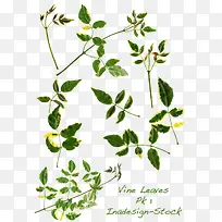 很多绿色树枝-空若网 很多绿色树枝-空若网