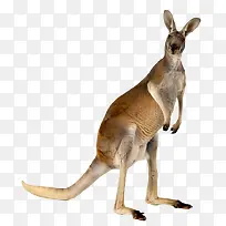 袋鼠 动物-空若网 袋鼠 动物-空若网