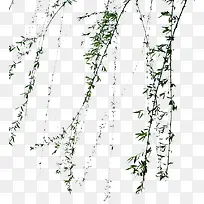 绿色柳条-空若网 绿色柳条-空若网