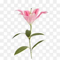 粉红百合花-空若网 粉红百合花-空若网