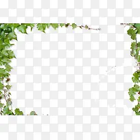 藤条创意边框-空若网 藤条创意边框-空若网