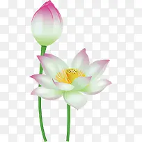 可爱卡通荷花-空若网 可爱卡通荷花-空若网