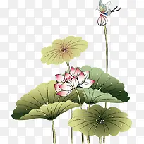手绘荷花-空若网 手绘荷花-空若网
