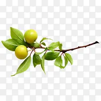 苹果-空若网 苹果-空若网