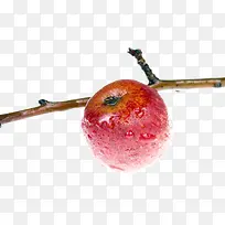 树枝红苹果-空若网 树枝红苹果-空若网