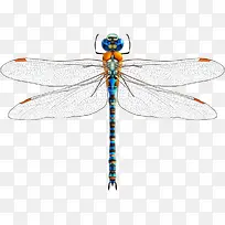 蜻蜓-空若网 蜻蜓-空若网