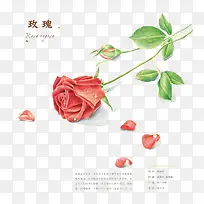 手绘玫瑰花-空若网 手绘玫瑰花-空若网