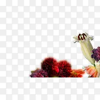 树枝-空若网 树枝-空若网