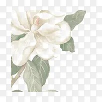 花朵白色元素花瓣-空若网 花朵白色元素花瓣-空若网