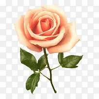 花卉图案卡通鲜花素材-空若网 花卉图案卡通鲜花素材-空若网