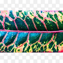 Ҷ����������-������