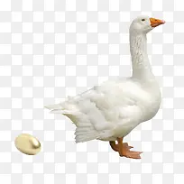 鹅生金蛋鹅蛋-空若网 鹅生金蛋鹅蛋-空若网