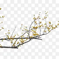 ��֦װ��-������