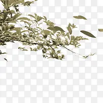 Ê÷Ö¦Ò¶×Ó-¿ÕÈôÍø Ê÷Ö¦Ò¶×Ó-¿ÕÈôÍø