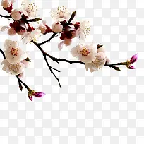 梅花花朵-空若网 梅花花朵-空若网