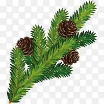 圣诞松子树枝-空若网 圣诞松子树枝-空若网